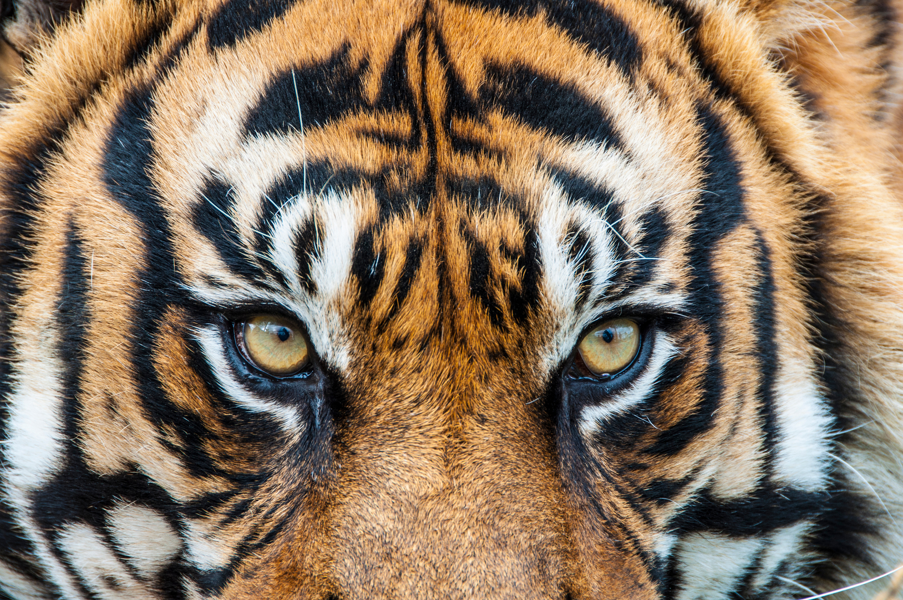 Tiger's Eyes